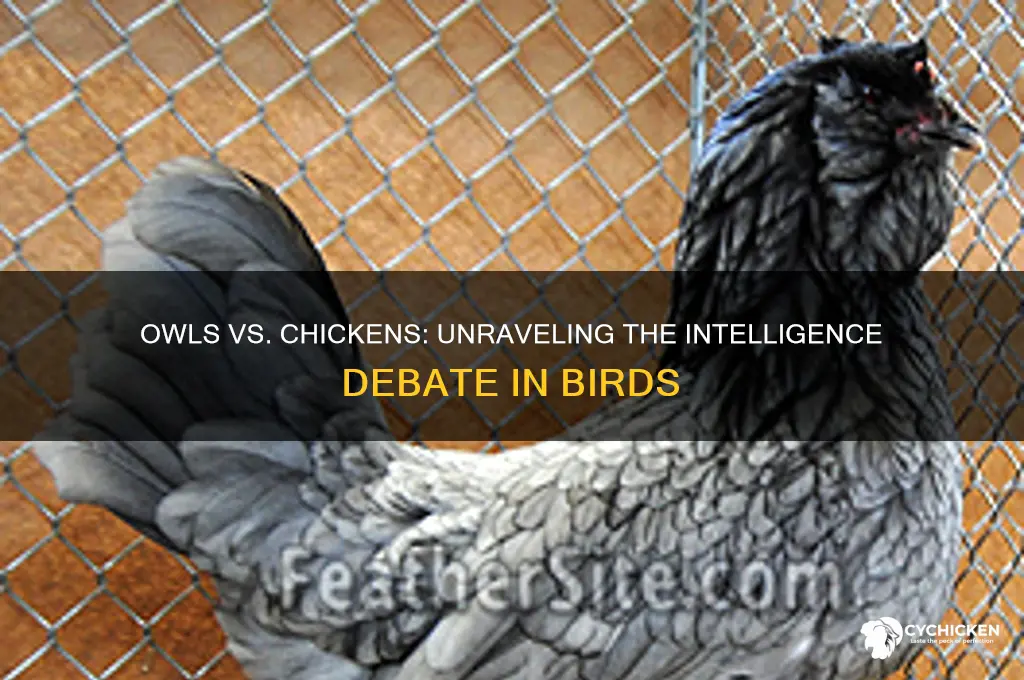 which is smarter an owl or a chicken