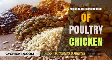 What Do Chickens Eat? A Guide to Poultry Chicken Feed
