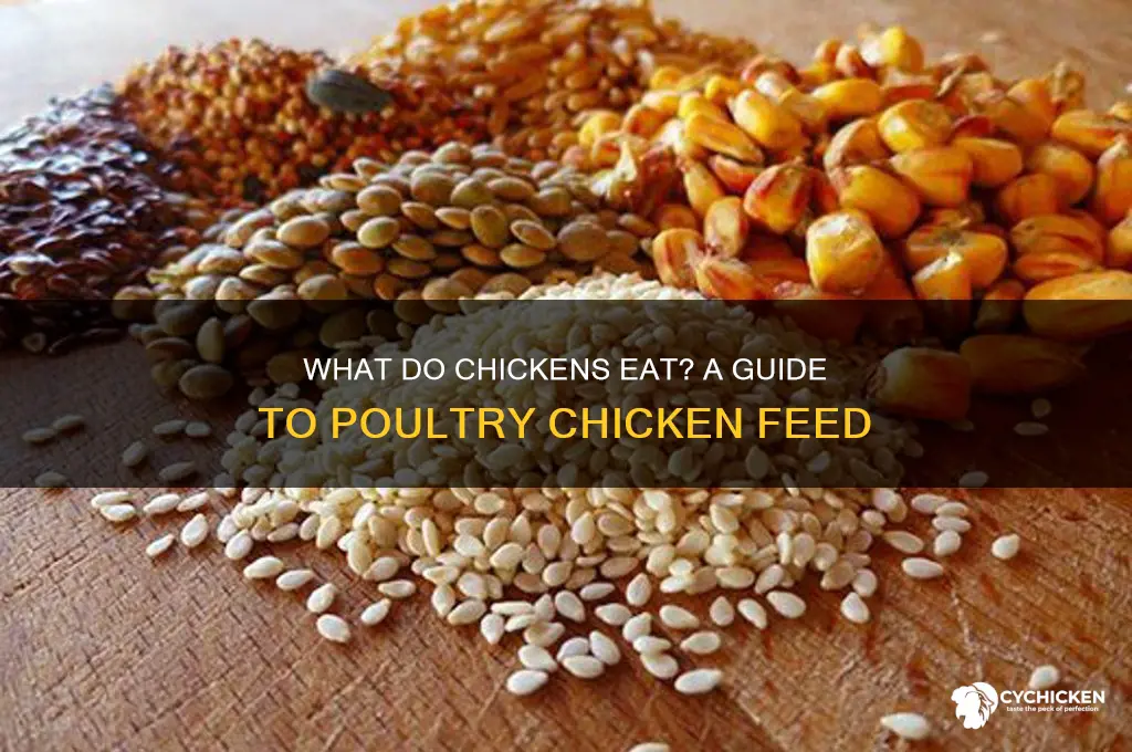 which is the common food of poultry chicken