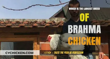 Discovering the Majestic Giant: Largest Brahma Chicken Breed Revealed