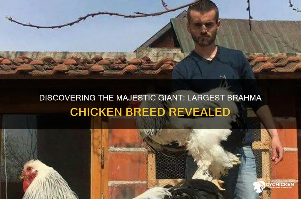 which is the largest breed of brahma chicken
