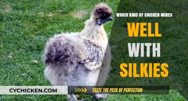 Best Chicken Breeds to Mix with Silkies for a Happy Flock