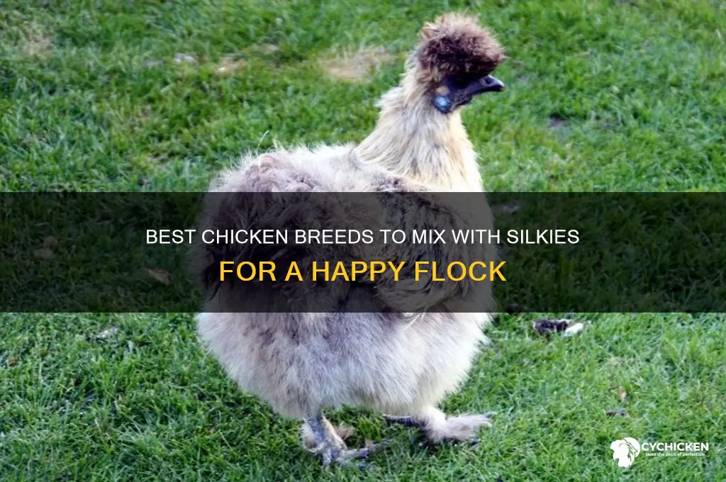 which kind of chicken mixes well with silkies