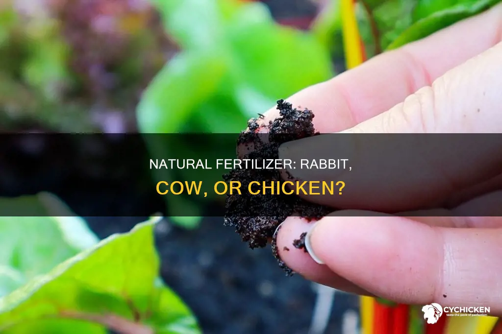 which natural fertalizer is best rabbit cow or chicken