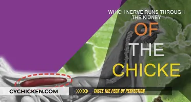 The Nerve Pathways in Chicken Anatomy