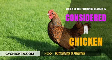 Chicken Classification: Which Breeds Belong?