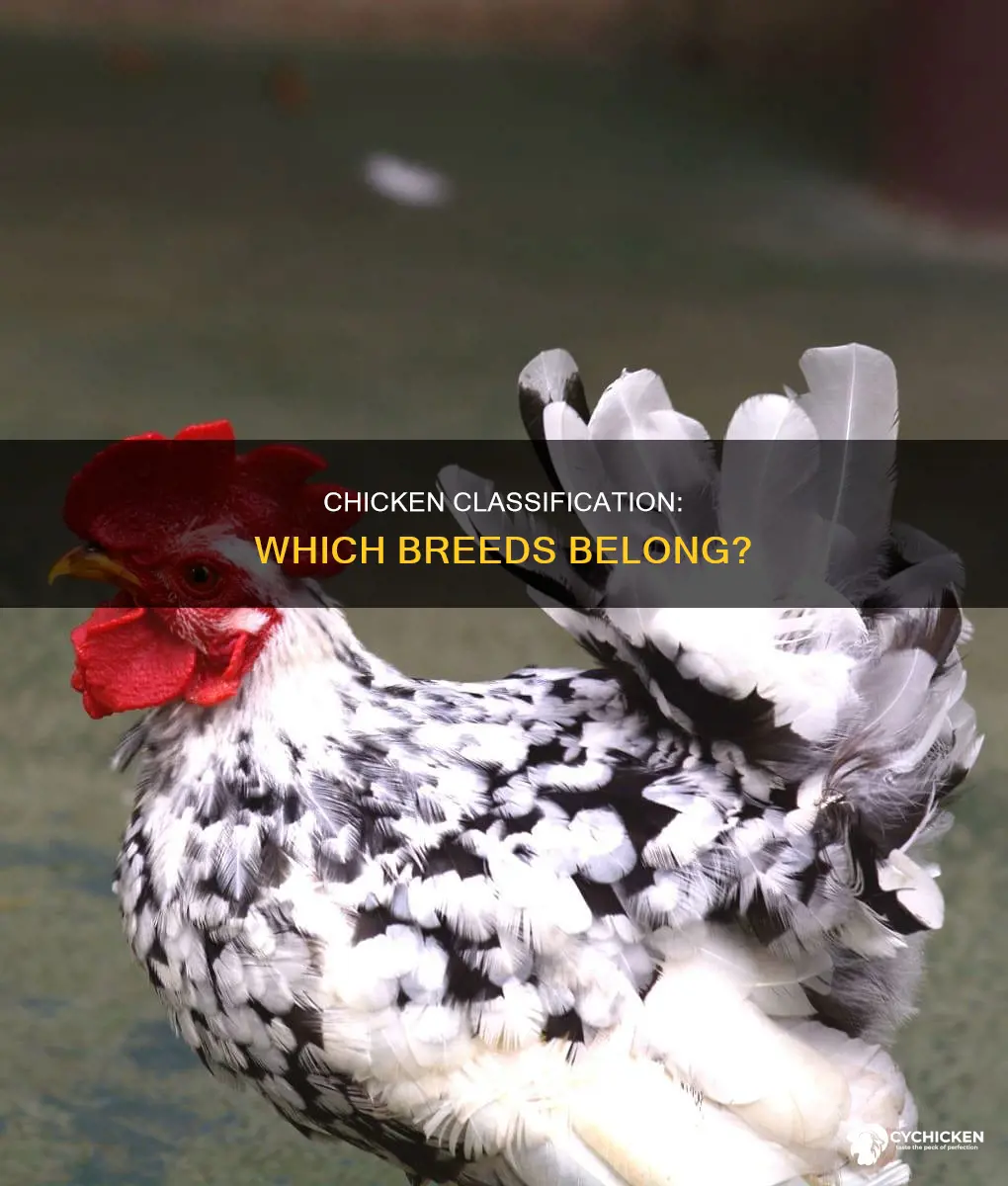 which of the following classes is considered a chicken