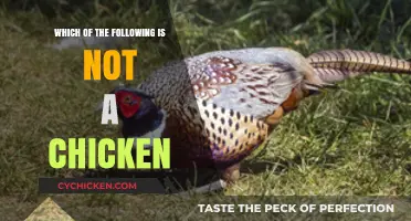 Identifying Non-Chicken Species: A Guide to Poultry Misconceptions