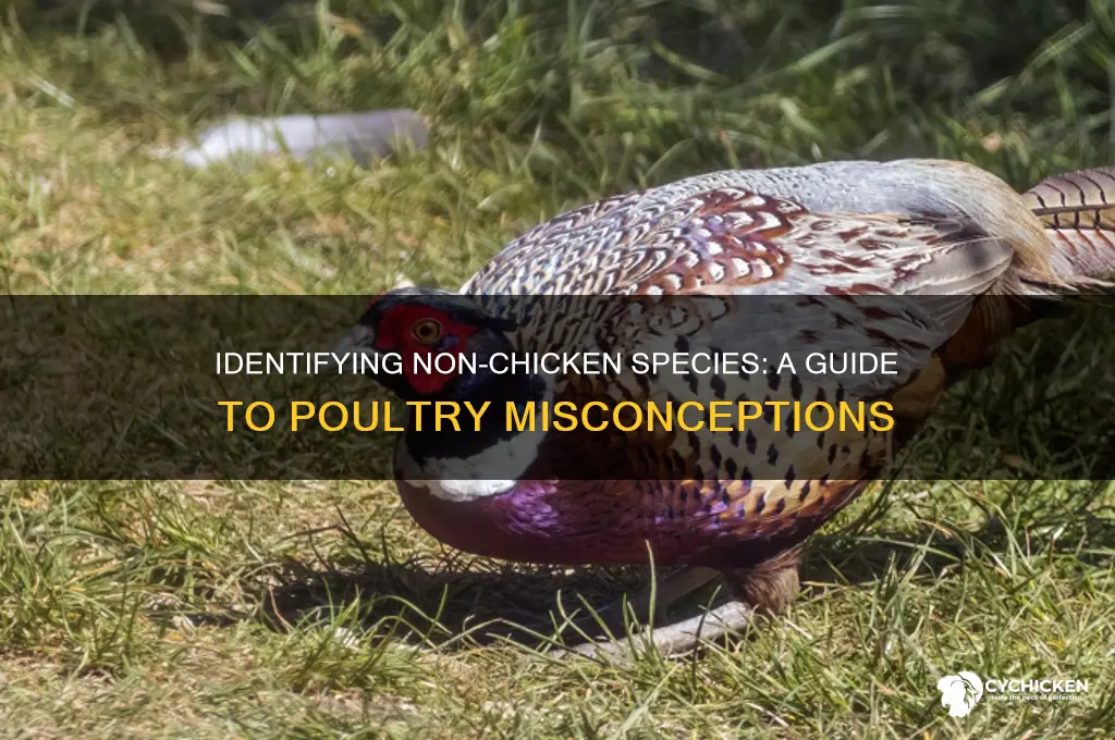 which of the following is not a chicken