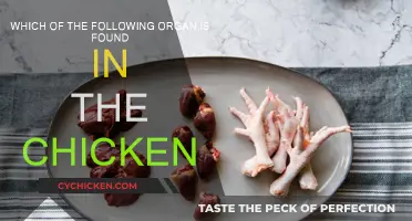 Discovering Chicken Anatomy: What Organs Do They Have?