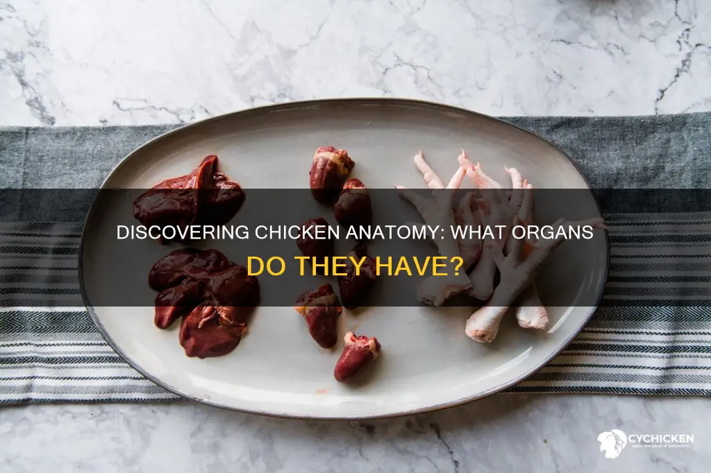 which of the following organ is found in the chicken