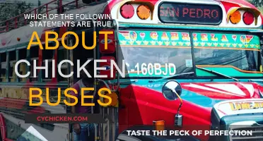 Chicken Buses: What Surprising Truths Do They Hold?