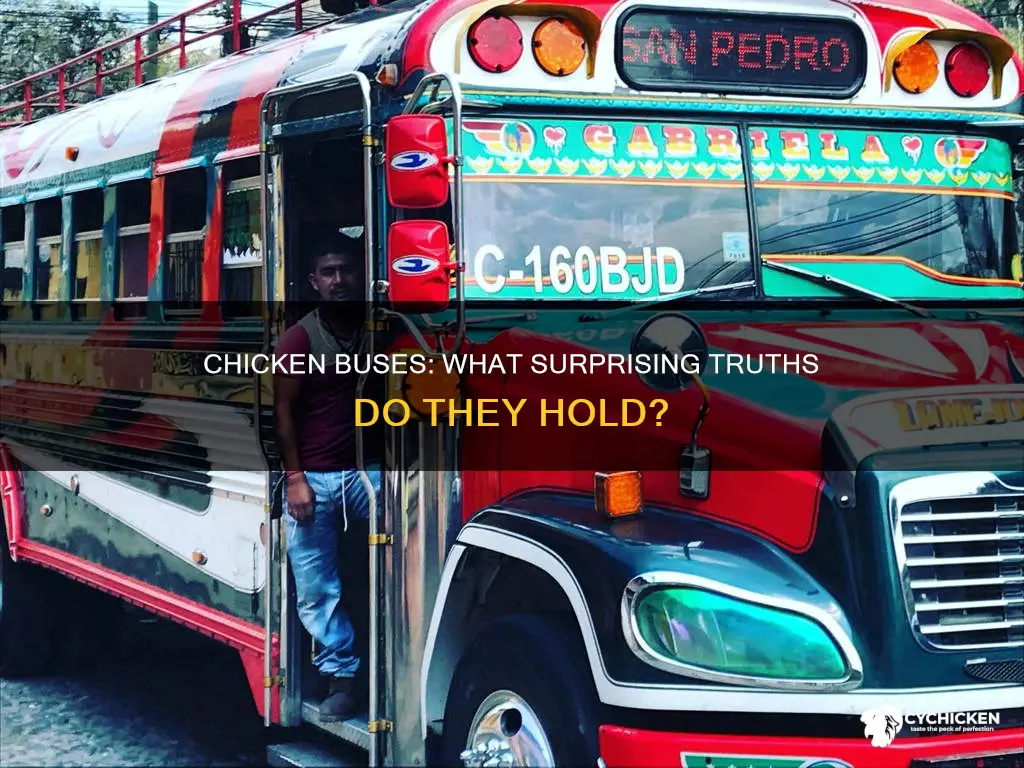 which of the following statements are true about chicken buses