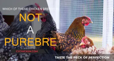 Purebred Chickens: What Makes a Chicken a Purebred?