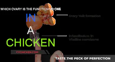 Chicken Ovary Function: Unraveling the Mystery
