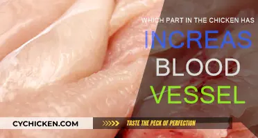 Exploring the Vascular Chicken: Where Blood Flows Freely
