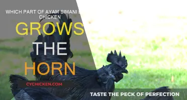 Black Chicken's Horn Growth: Where Does it Come From?