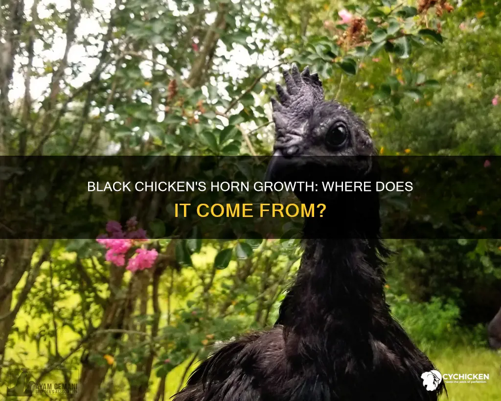 which part of ayam simani black chicken grows the horn
