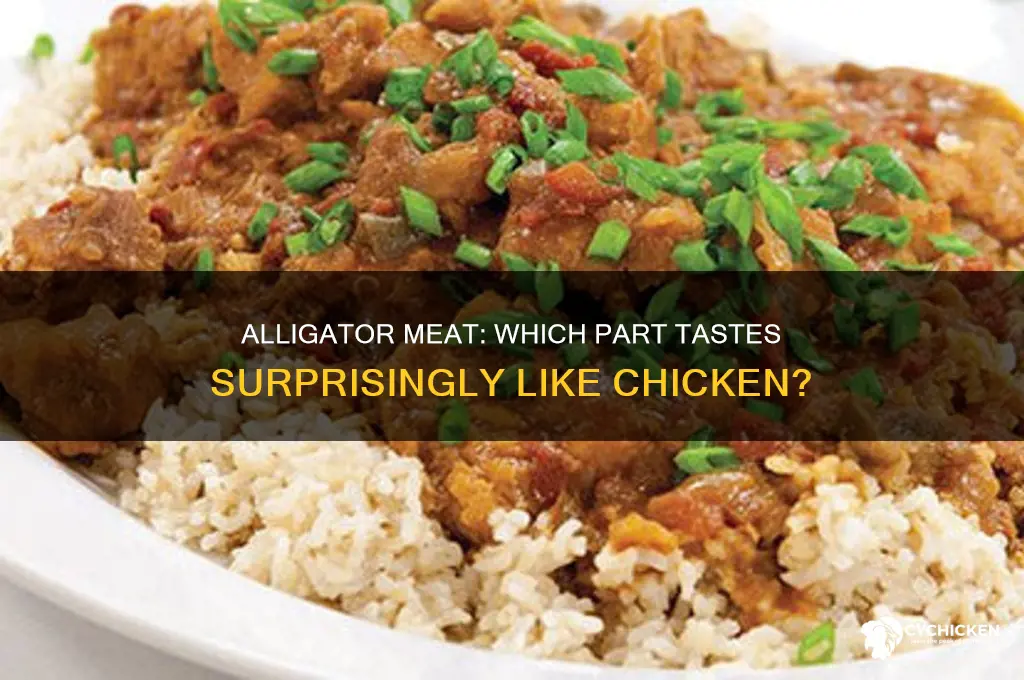 which part of the alligator tastes more like chicken