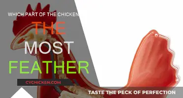 Feather Facts: Where Do Chickens Hide Their Plumes?