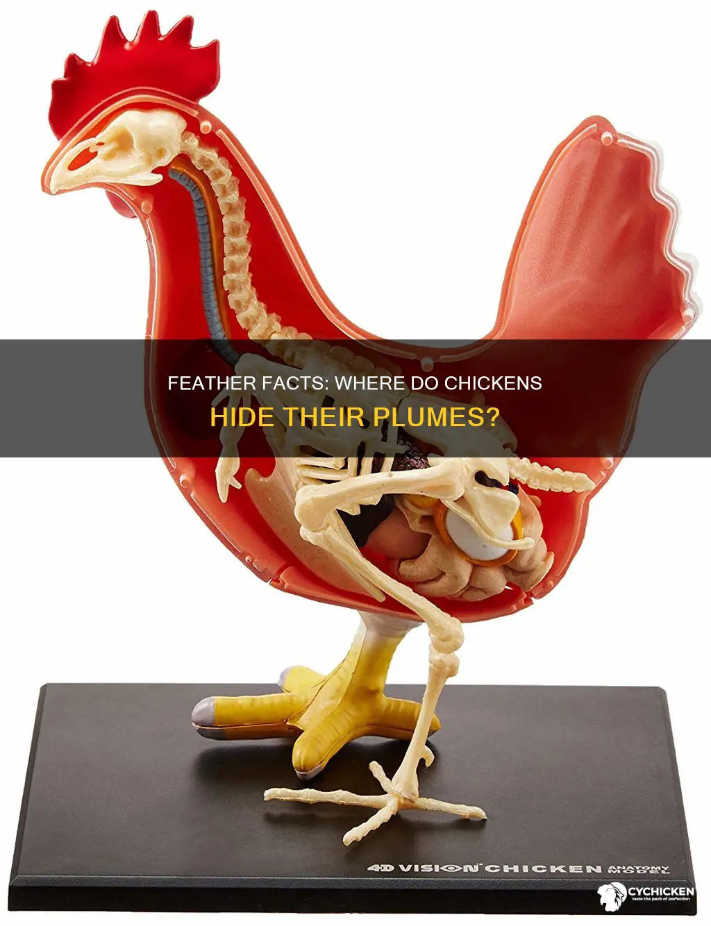 which part of the chicken has the most feathers