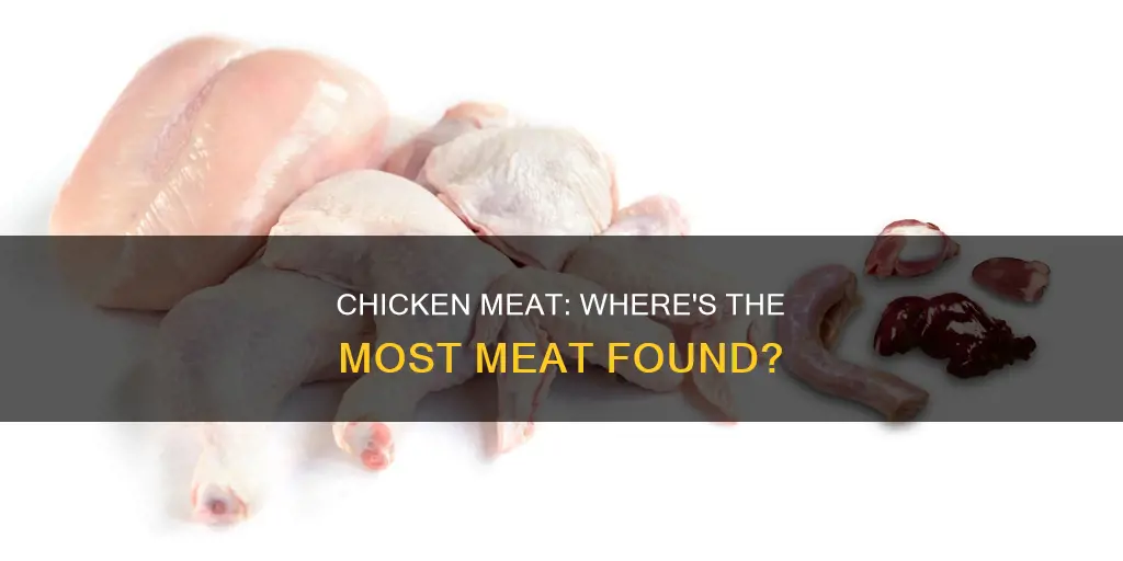 which part of the chicken has the most meat