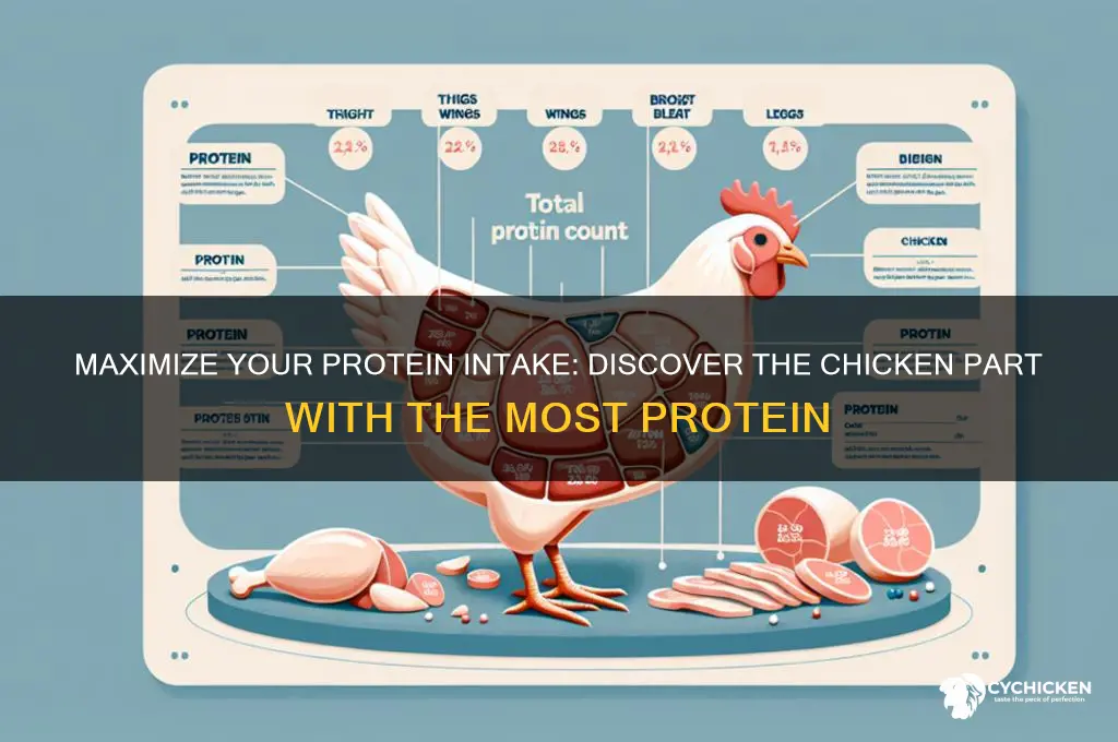 which piece of chicken had the most protein