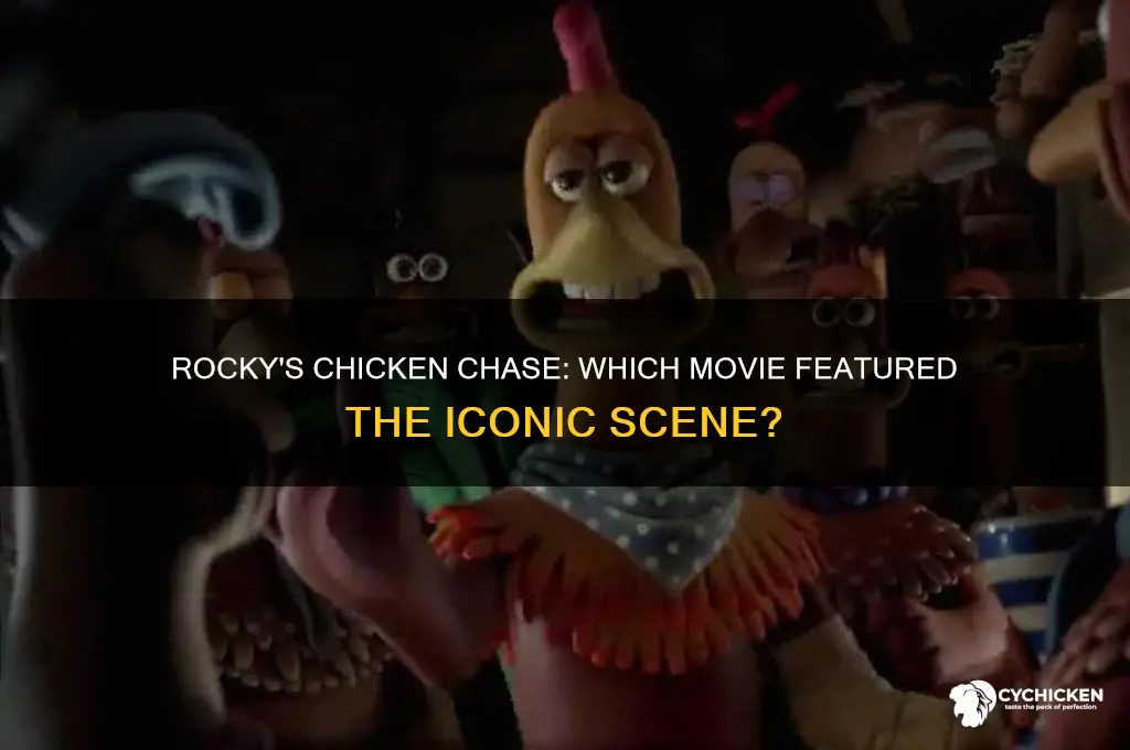 which rocky movie did rocky catch the chicken