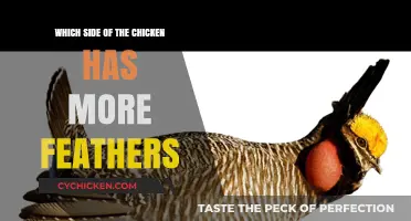 Uncovering the Truth: Which Side of a Chicken Has More Feathers?