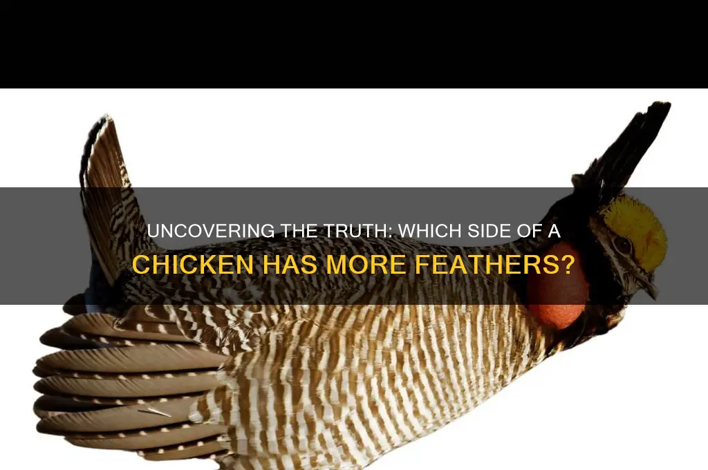 which side of the chicken has more feathers