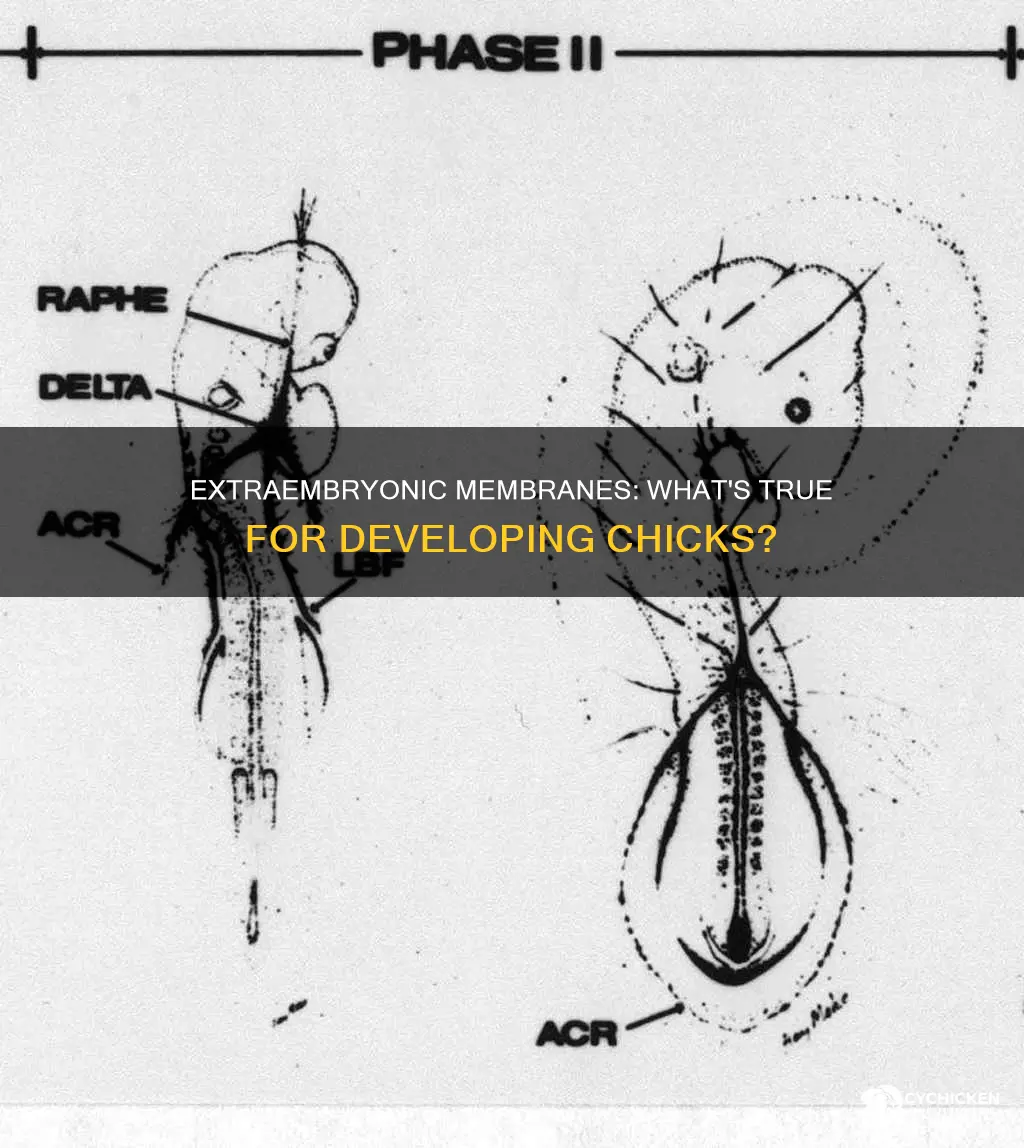 which statement about extraembryonic membranes of developing chicks is true