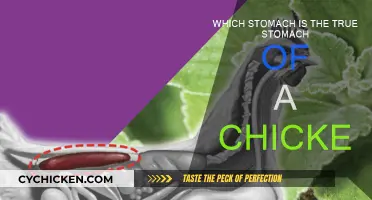 The True Stomach of a Chicken