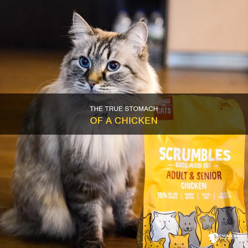 which stomach is the true stomach of a chicken