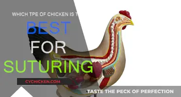 Best Chicken Breeds for Suturing Practice