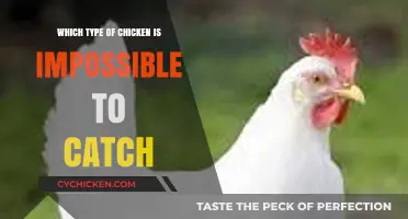 Elusive Chickens: Discovering the Breed That Defies Capture
