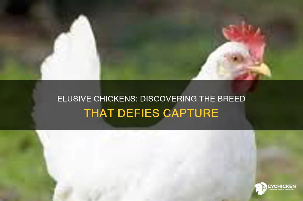 which type of chicken is impossible to catch