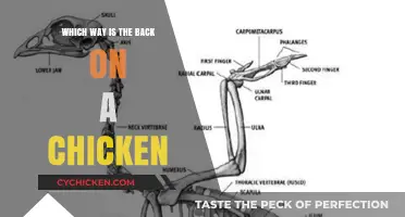 Which Way is the Back on a Chicken? A Simple Guide