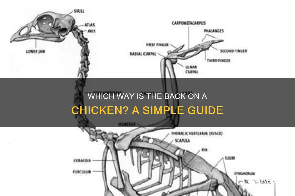 which way is the back on a chicken
