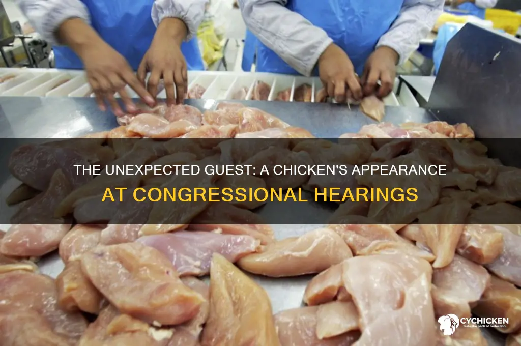 who brought the chicken to the congresional hearings