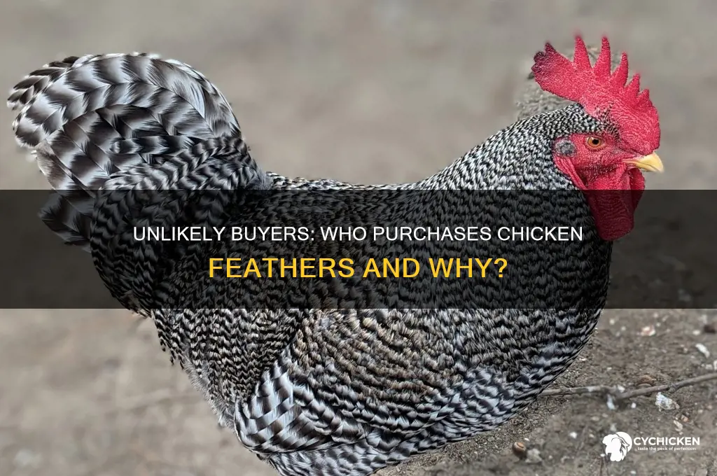 who buys chicken feathers