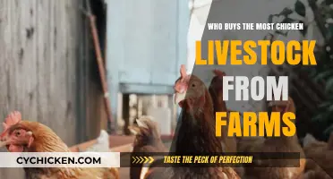 Top Buyers of Chicken Livestock: Who Dominates Farm Purchases?