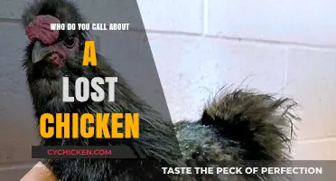 Lost Chicken? Who to Call and What to Do Next