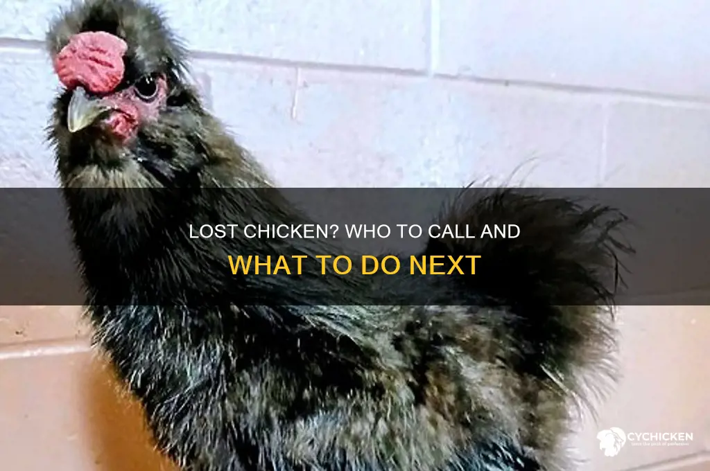 who do you call about a lost chicken