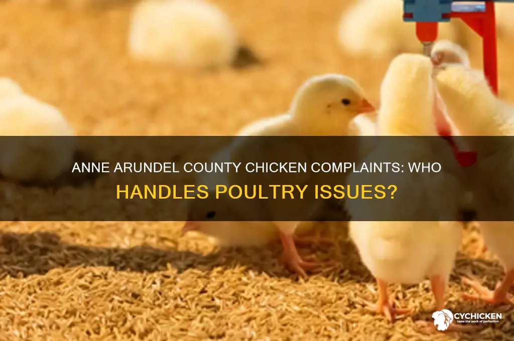 who handles chicken complaints in anne arundel county