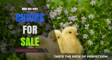 Where to Find Baby Chicks for Sale: A Comprehensive Guide