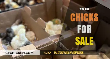 Where to Find Chicks for Sale: A Comprehensive Guide