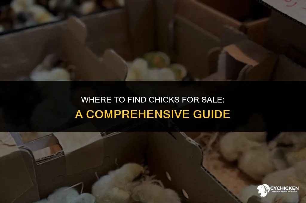 who has chicks for sale