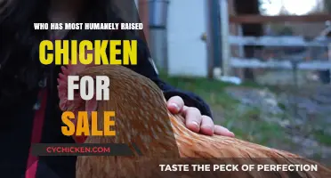 Compassionate Poultry: Who Raises the Most Humane Chickens for Sale?