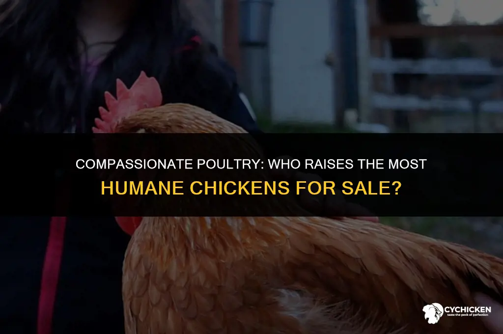 who has most humanely raised chicken for sale