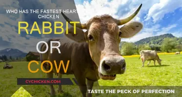 Heartbeats: Chicken, Rabbit, or Cow — Who Wins?
